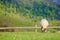 Fluffy goat grazing on a mountain meadow