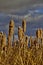 Fluffy, golden cattails in winter with sky and clouds