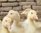 Fluffy Goslings in a Backyard. Adorable Baby Animals