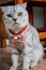 Fluffy gray beautiful adult cat, breed scottish-fold, very close up portrait Beautiful feline cat at home