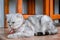 Fluffy gray beautiful adult cat, breed scottish-fold, very close up portrait Beautiful feline cat at home