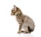 Fluffy gray beautiful kitten. on white background