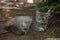 Fluffy gray cat with green eyes resting in the woods