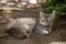 Fluffy gray cat with green eyes resting in the woods