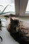 Fluffy gray cat resting on windowsill and looking out window, indoors. Top view curious pet