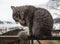 Fluffy gray cat sits on fence and is washing his paw. frosty morning in the mountains. close-up gray fluffy Persian kitty Maine