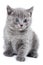 Fluffy gray kitten British