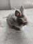 Fluffy gray rabbit posing for a photo, curiously peeking at the camera, Teddy rabbit breed, gray background