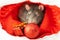 Fluffy gray rats symbol of the year 2020 sits in a santa hat with gifts and a ball toy