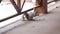 Fluffy gray squirrel gnaws walnut on floor of veranda