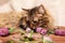 A fluffy gray tabby cat and a pink clover flowers on a beige background. Funny beautiful tabby cat sniffs the clover