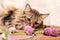 A fluffy gray tabby cat and a pink clover flowers on a beige background. Funny beautiful tabby cat sniffs the clover