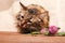 A fluffy gray tabby cat and a pink clover flowers on a beige background. Funny beautiful tabby cat sniffs the clover