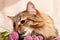 A fluffy gray tabby cat and a pink clover flowers on a beige background. Funny beautiful tabby cat sniffs the clover