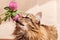 A fluffy gray tabby cat and a pink clover flowers on a beige background. Funny beautiful tabby cat sniffs the clover