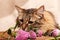 A fluffy gray tabby cat and a pink clover flowers on a beige background. Funny beautiful tabby cat sniffs the clover