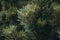 Fluffy green-brown coniferous branch close-up