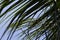 Fluffy green coco palm tree leaf. Palm leaf over sky background.