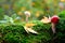 Fluffy green moss with red fly agarics, Amanita phalloides, autumn leaves, beautiful blurred natural landscape in the background,