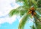 Fluffy green palm tree crown on blue sky background. Tropical paradise photo. Coco palm tree top view