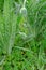 A fluffy green shrub of a perennial ornamental poppy with an unopened elegant bud covered with long hairs