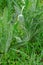 A fluffy green shrub of a perennial ornamental poppy with an unopened elegant bud covered with long hairs