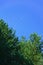 Fluffy green Spruce tree against the blue sky and the month