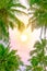 fluffy green tops of palm trees against the sky. Tropical vertical background for text