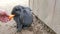 fluffy grey bunny eating a carrot