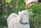 Fluffy grey cat eats watermelon. Cute home pet outdoors