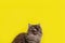 Fluffy grey cat licks on yellow background