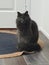 Fluffy grey cat on rug near door