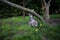 fluffy grey cat sniffs a flower under a tree on the lawn