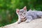 Fluffy grey kitten lying on the ground