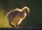 Fluffy Greylag Gosling