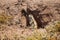 Fluffy ground squirrel close up in a bur