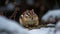 A fluffy ground squirrel eating on a tree branch outdoors generated by AI