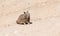 Fluffy ground-squirrel rodent animal sitting on rocky soil