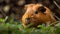 Fluffy guinea pig eats grass in meadow generated by AI