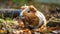 Fluffy guinea pig enjoys autumn meadow snacking generated by AI