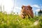 fluffy guinea pig exploring a patch of grass