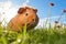 fluffy guinea pig exploring a patch of grass