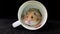 Fluffy hamster in a white cup, on a black background.