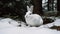 Fluffy hare sitting in snow, looking cute generated by AI