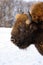 Fluffy head of adult european bison with snow in background