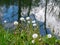 Fluffy heads of blooming coltsfoot flowers