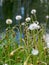 Fluffy heads of blooming coltsfoot flowers