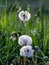 Fluffy heads of blossomed dandelions