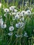 Fluffy heads of blossomed dandelions