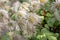 Fluffy heads of clematis seeds in late summer or autumn, faded flowers with silver balls of seeds